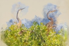 herons